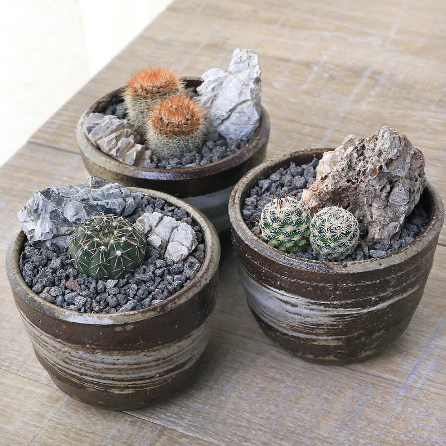 ミニ鉢 豆盆栽 多肉植物 苔 常滑焼 ミニ鉢 豆盆栽 多肉植物 苔 常滑焼