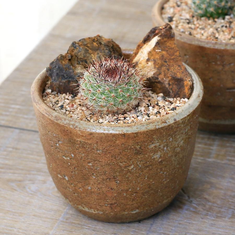 観葉植物】桂サボテン受皿付