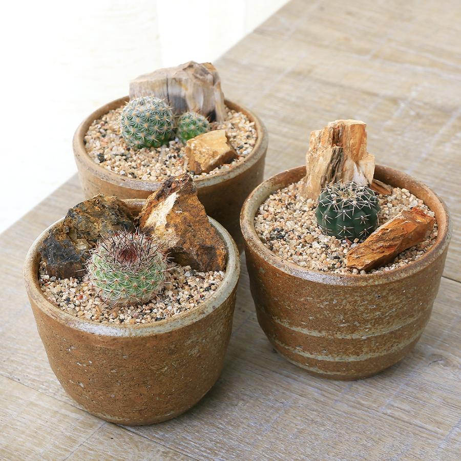 観葉植物】桂サボテン受皿付