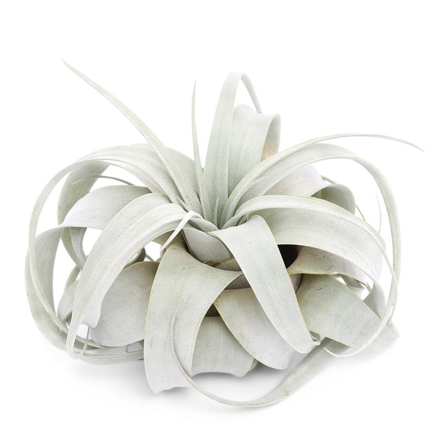 観葉植物）エアープランツ 人気の品種セット（1セット