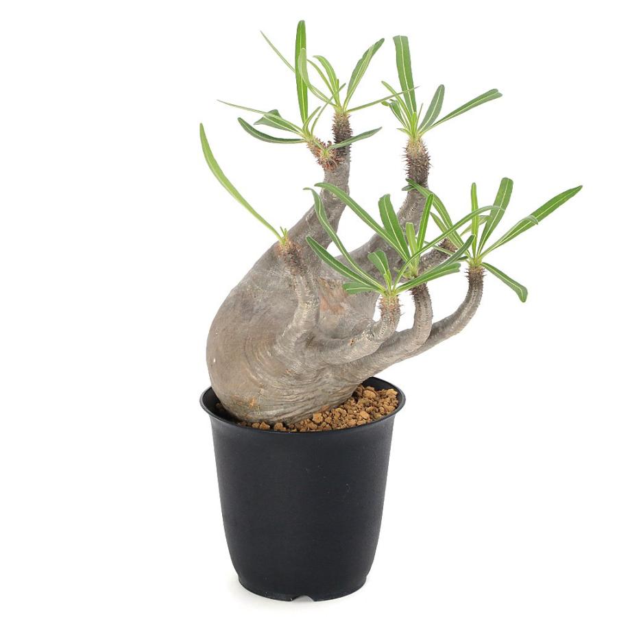 パキポディウム グラキリス 盆栽仕立て 中株 【公式通販】