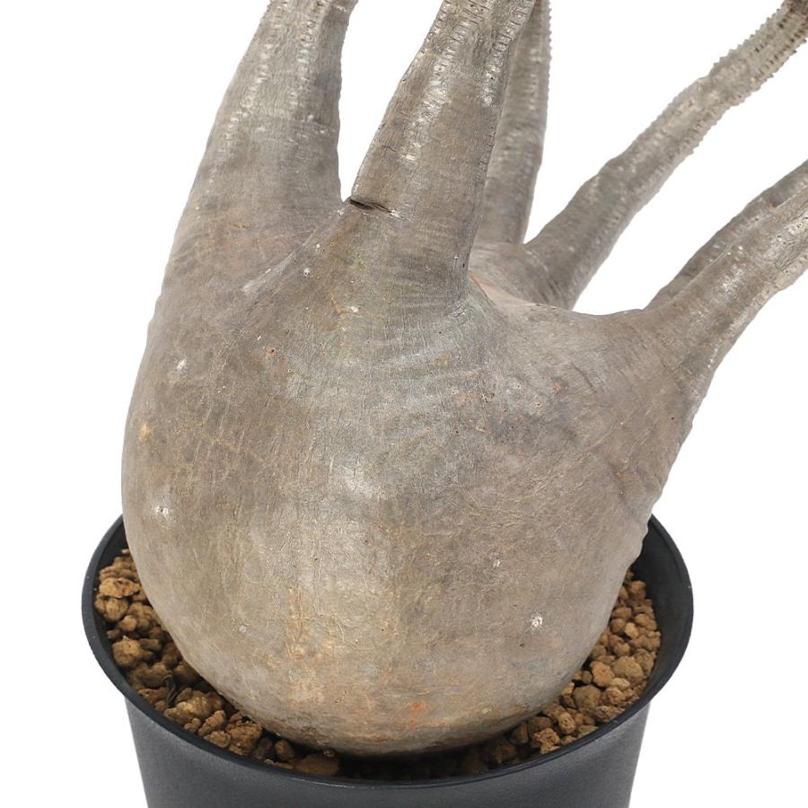 たっつ様　パキポディウムグラキリス　中株　鉢のまま たっつ様 パキポディウムグラキリス 中株 鉢のまま たっつ様