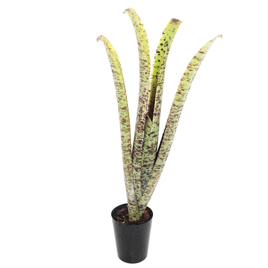 チャーム（charm） （観葉植物）ケスネリア マルモラータ（1株