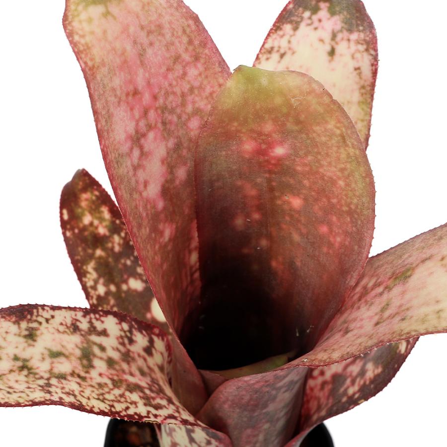 チャーム（charm） （観葉植物）ビルベルギア 'ドリーム'（ドリームス