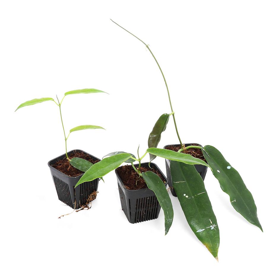 ホヤ hoya アークボルディナ 3号 吊り鉢 チャーム（charm） （観葉植物）ホヤ アーチボルディアナ 3号（1鉢
