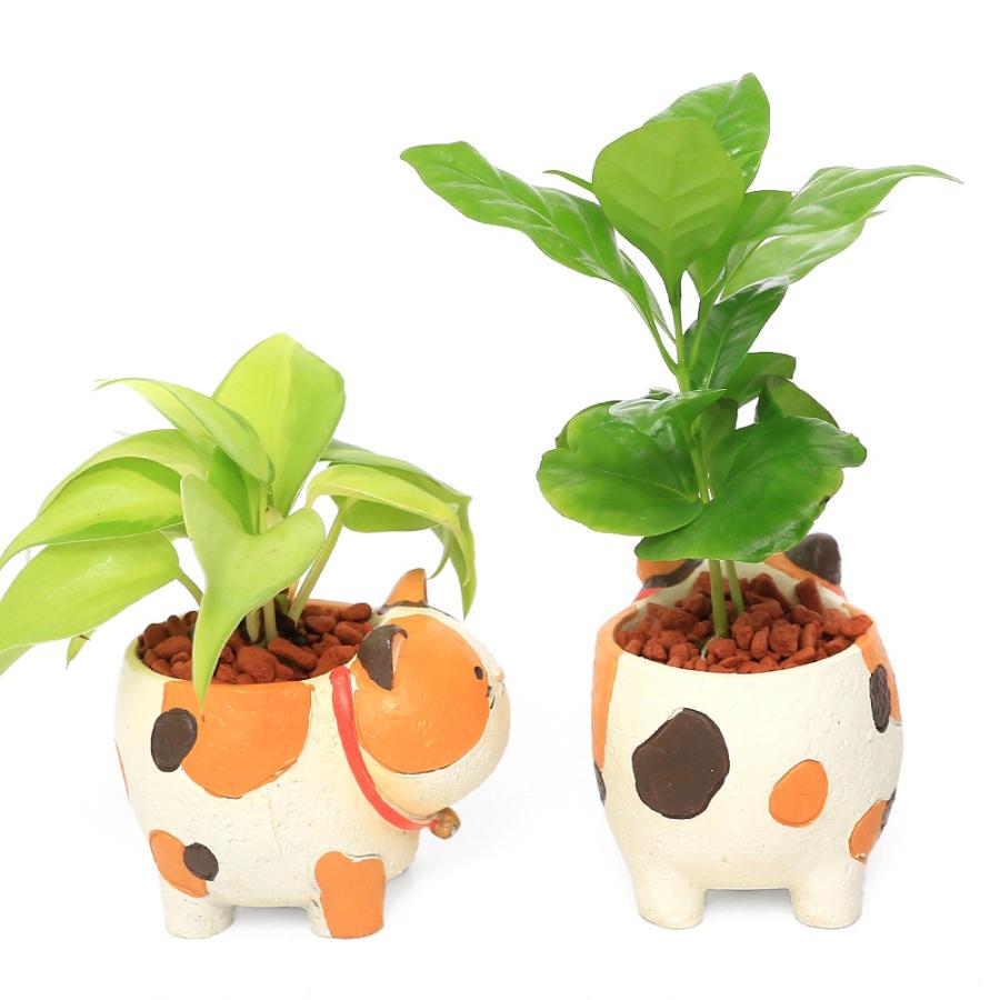 チャーム（charm） （観葉植物）おまかせミニ観葉 四つ足三毛猫（1鉢