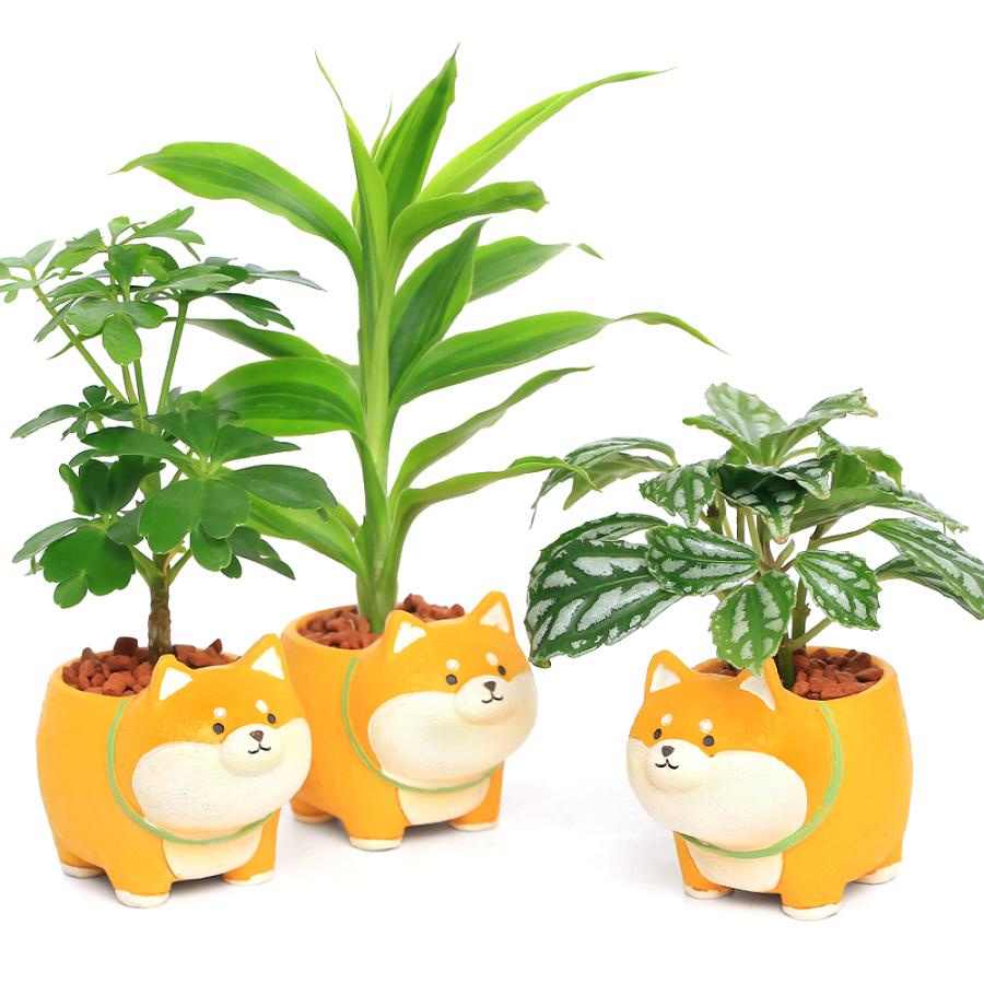 チャーム（charm） （観葉植物）おまかせミニ観葉 四つ足柴犬（1鉢