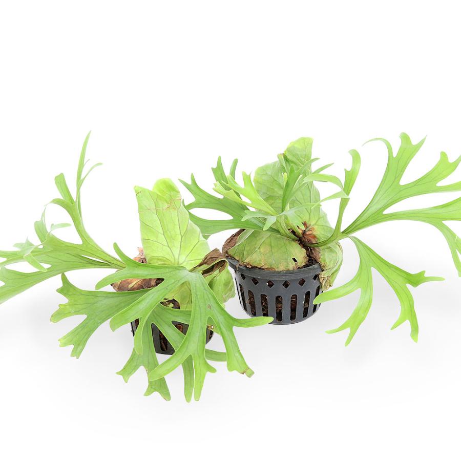 （観葉植物）ビカクシダ　キッチャクード×リドレイ　６号（１鉢）　沖縄別途送料 