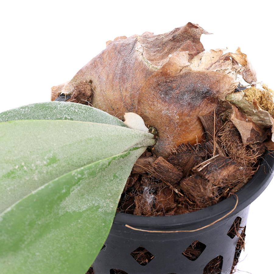 チャーム（ペット） （観葉植物）ビカクシダ ウィリンキー スポア 4号 