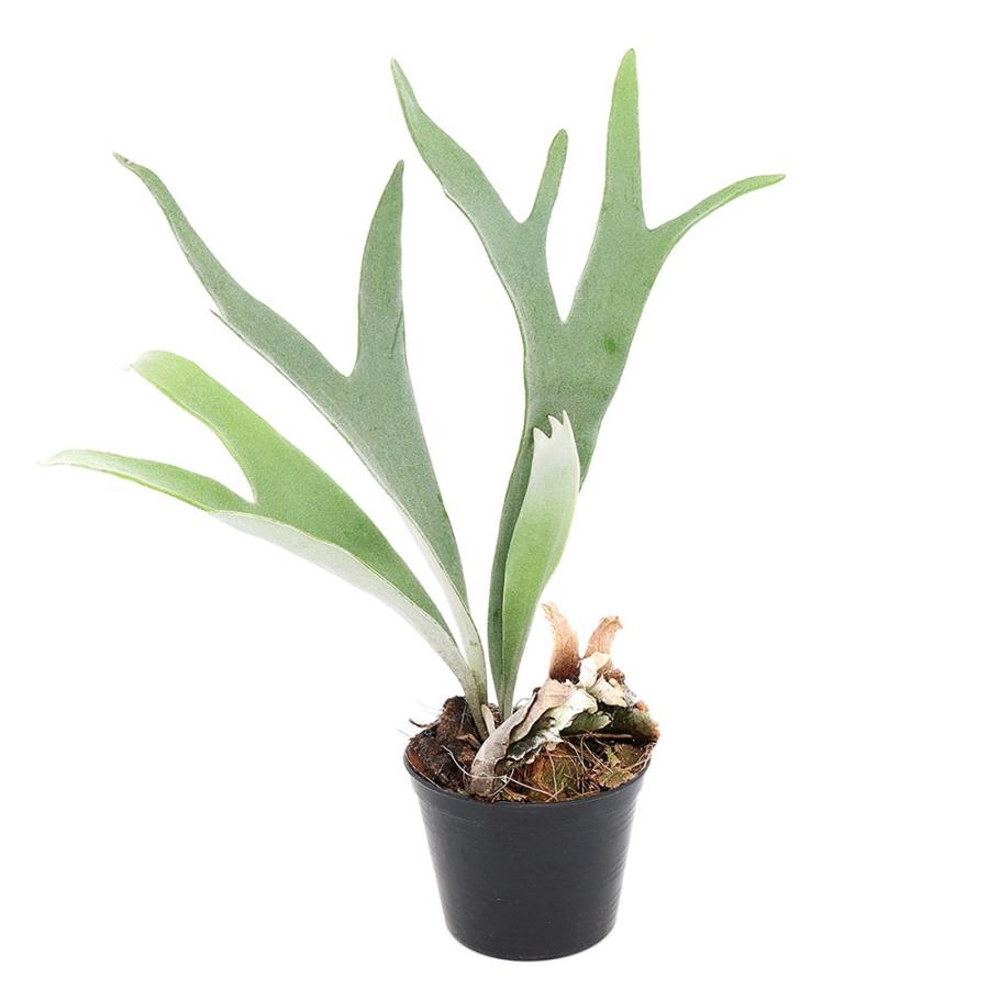 チャーム(ペット) (観葉植物)ビカクシダ ヴィーチー cv チャーム(ペット) (観葉植物)ビカクシダ ヴィーチー cv