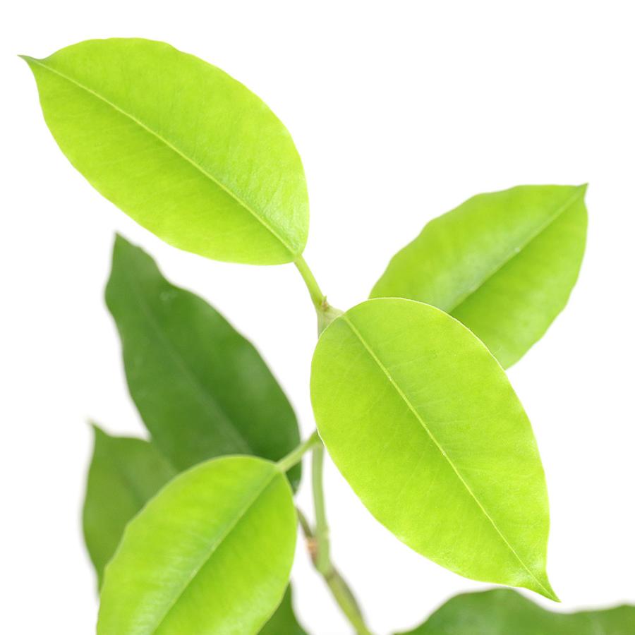 超レア 希少種 大花ホヤ インペリアリス パラワン ホワイト 特大苗