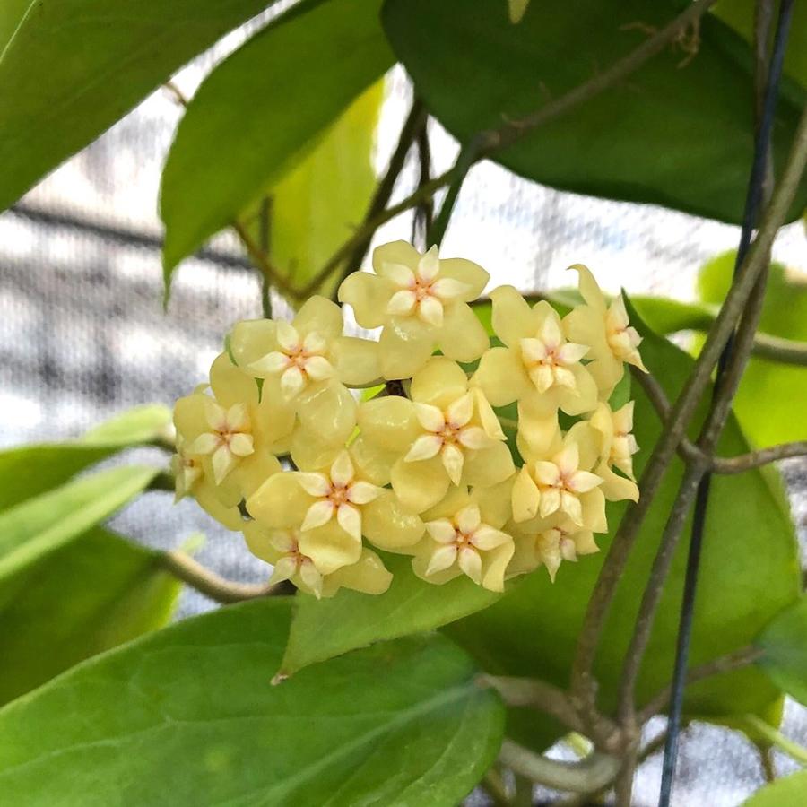 （観葉植物）ホヤ　コミンシー　３号（１鉢）（Yahoo!・チャーム charm ヤフー店）