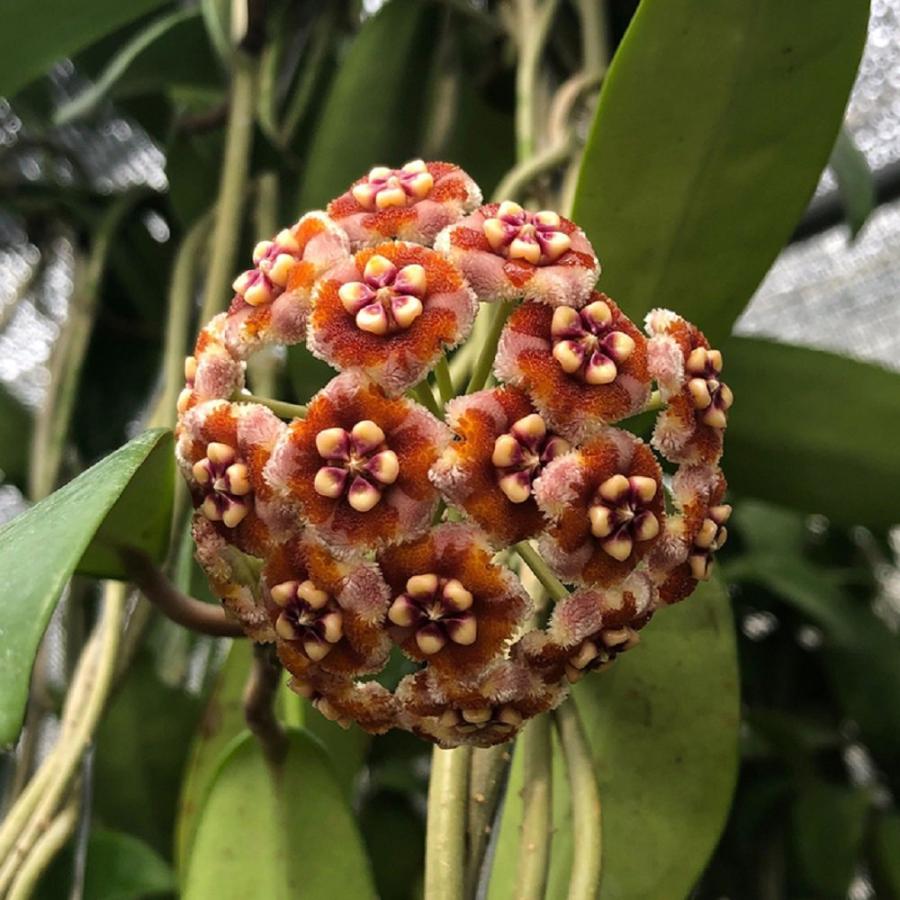 Hoya meliflua ホヤ　メリフルア　抜き苗　鉢無し チャーム（charm） （観葉植物）ホヤ メリフルア 3号（1鉢