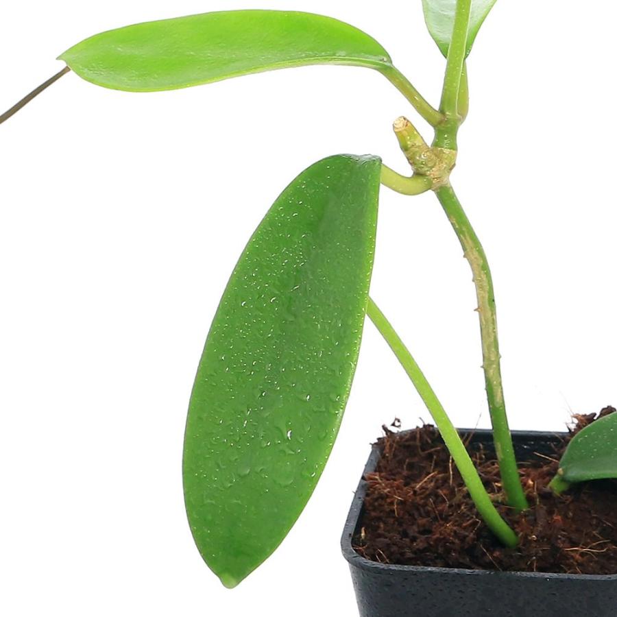 チャーム（charm） （観葉植物）ホヤ メリフルア 3号（1鉢