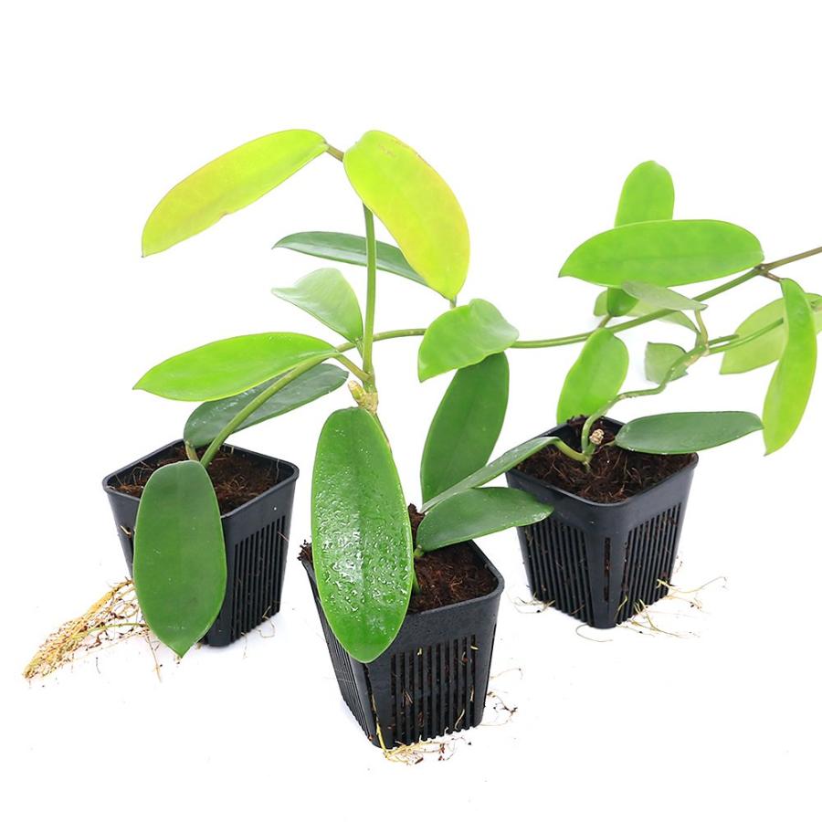 チャーム（charm） （観葉植物）ホヤ メリフルア 3号（1鉢