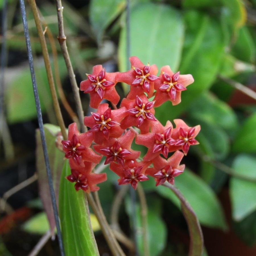 チャーム（charm） （観葉植物）ホヤ ボルデニー 3号（1鉢