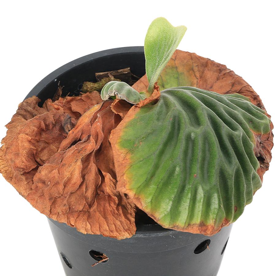 https://item-shopping.c.yimg.jp/i/n/chanet_349332_2_d_20250520144250