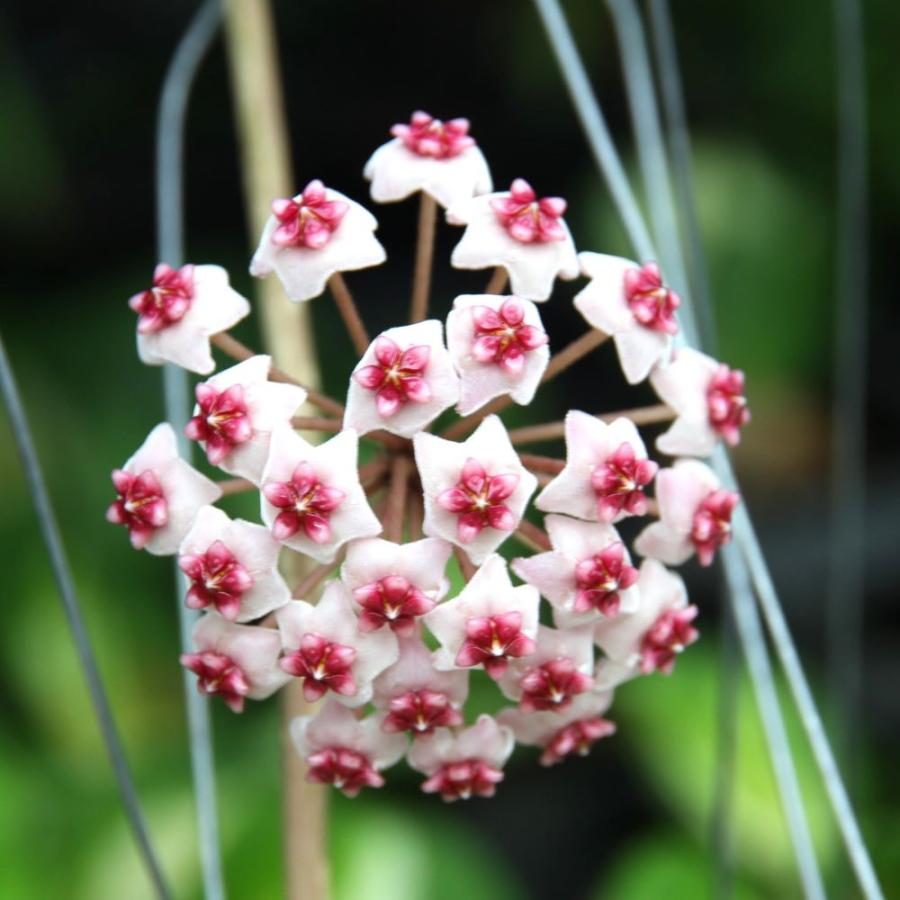 チャーム（charm） （観葉植物）ホヤ オボバタ バリエガータ 3号（1