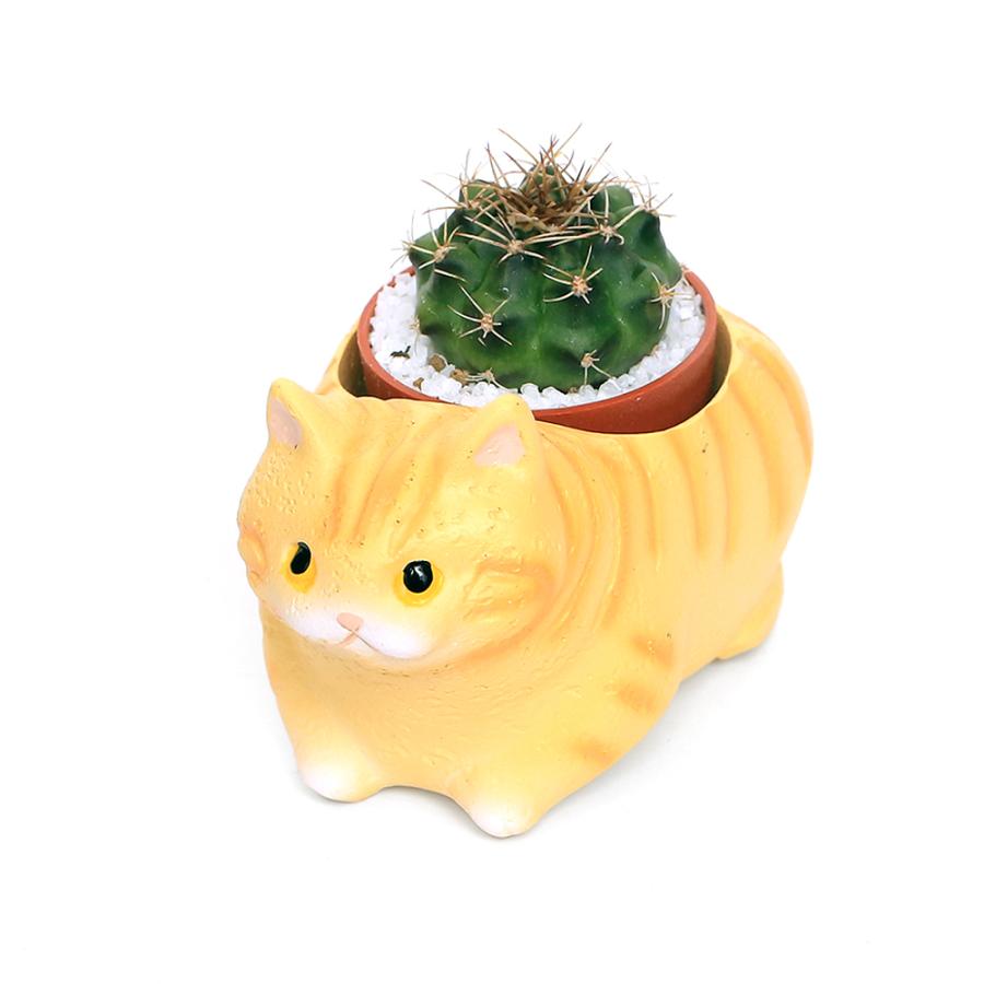 観葉植物）おまかせプチサボテン くつろぎ猫 マンチカン（1セット