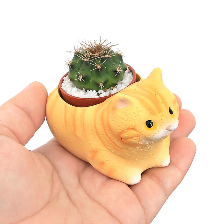 観葉植物）おまかせプチサボテン くつろぎ猫 マンチカン（1セット