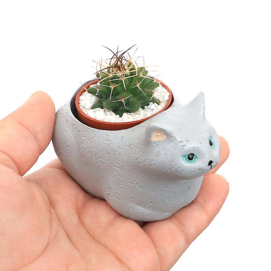 観葉植物）おまかせプチサボテン くつろぎ猫 ロシアンブルー（1セット
