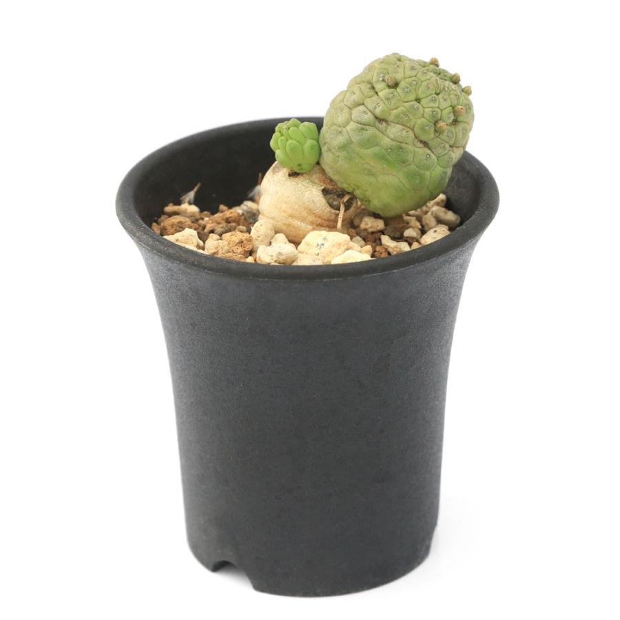 美株 サボテン 仏頭玉 ラリレアキア カクティフォルメ 美株 サボテン