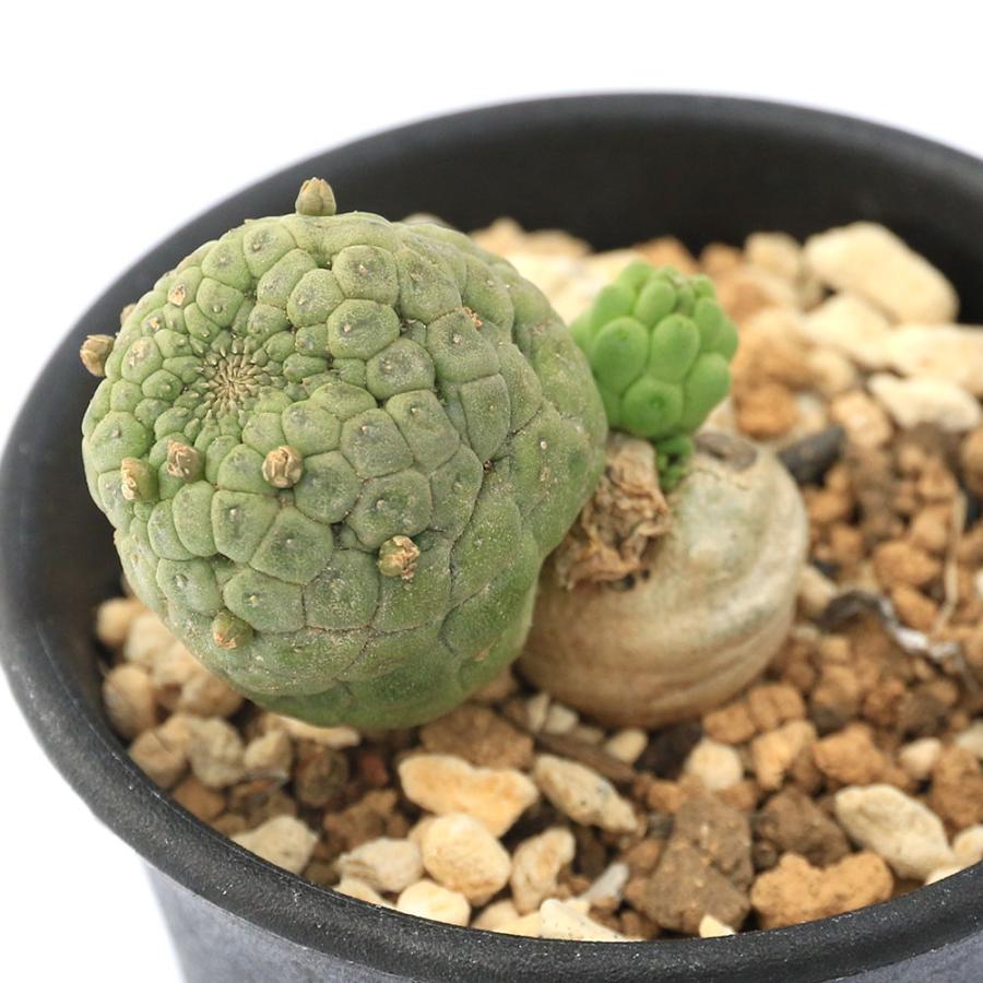 仏頭玉 - ラリレアキア・カクティフォルメ｜多肉植物