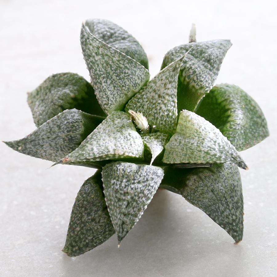 チャーム（charm） （多肉植物）韓国苗 ハオルチア アンドロメダ（1株