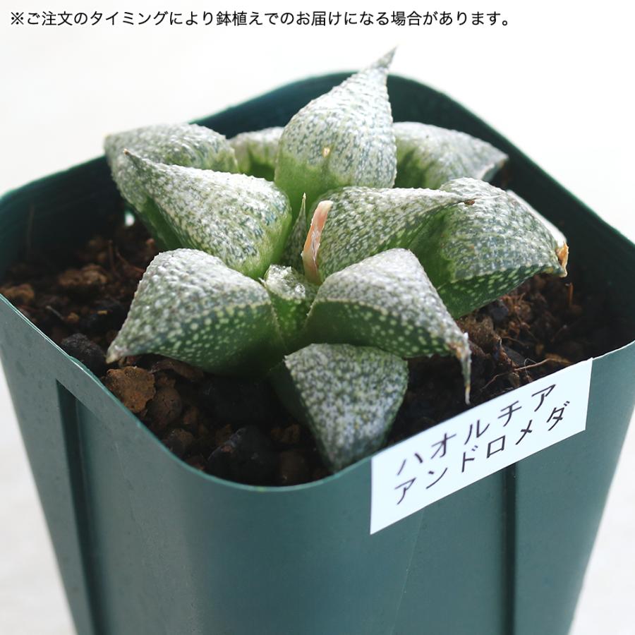 チャーム（charm） （多肉植物）韓国苗 ハオルチア アンドロメダ（1株