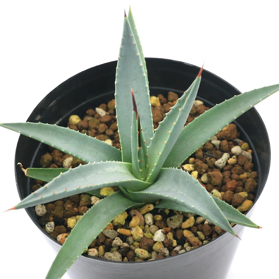 167 アガベ ユタエンシス エボリスピナ 陽炎 太葉 短刺 アガベ