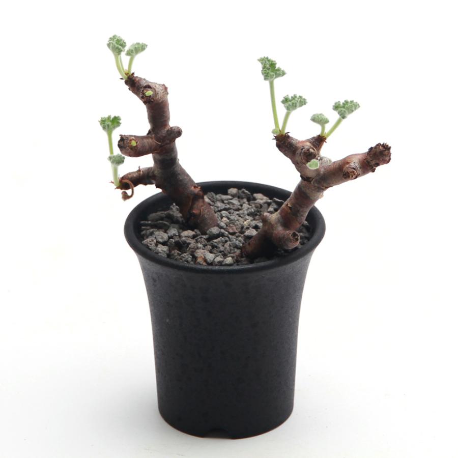 観葉植物）一点物 ペラルゴニウム ミラビレ 発根済 枯れ枝あり（1株 