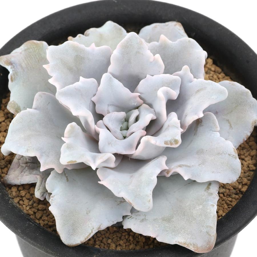 チャーム（charm） （多肉植物）エケベリア クリスペートビューティ 2