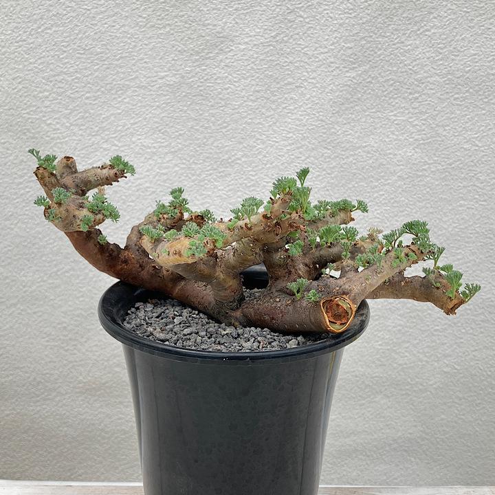 チャーム（charm） （多肉植物）一点物 モンソニア ムルチフィダ 現地