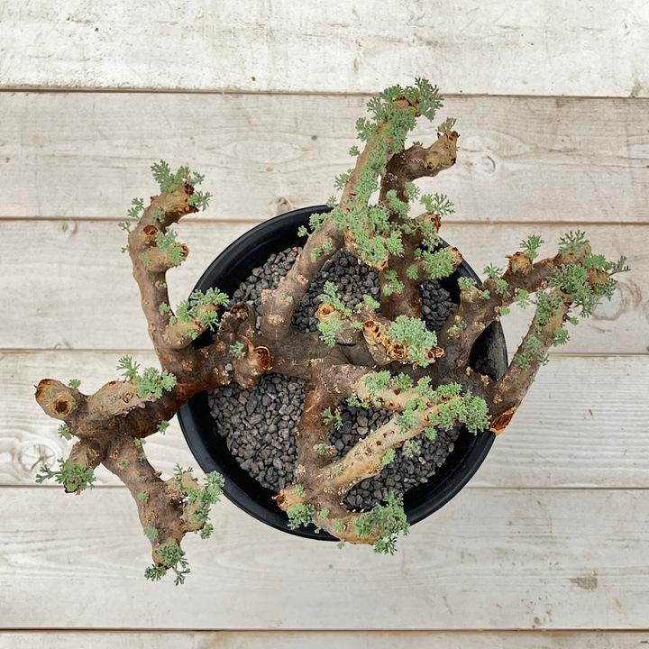 モンソニア　ムルチフィダ　ムルチフィズム　現地株　盆栽風 モンソニア ムルチフィダ ムルチフィズム 現地株 盆栽風 モンソニア