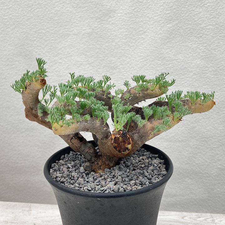 チャーム(ペット) (観葉植物)一点物 モンソニア チャーム(ペット) (観葉植物)一点物 モンソニア