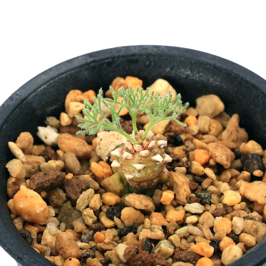 チャーム(ペット) (観葉植物)モンソニア ペニクリナム 実生 チャーム(ペット) (観葉植物)モンソニア ペニクリナム 実生