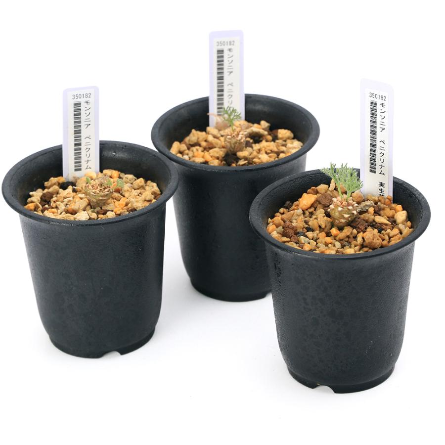チャーム(ペット) (観葉植物)モンソニア ペニクリナム 実生 チャーム(ペット) (観葉植物)モンソニア ペニクリナム 実生