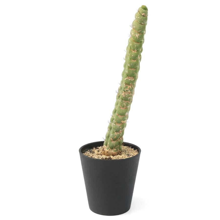 チャーム（charm） （多肉植物）一点物 サボテン セレウス カスタネア