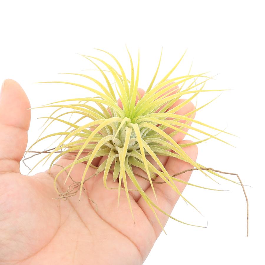 チャーム（charm） （観葉植物）エアープランツ チランジア イオナンタ