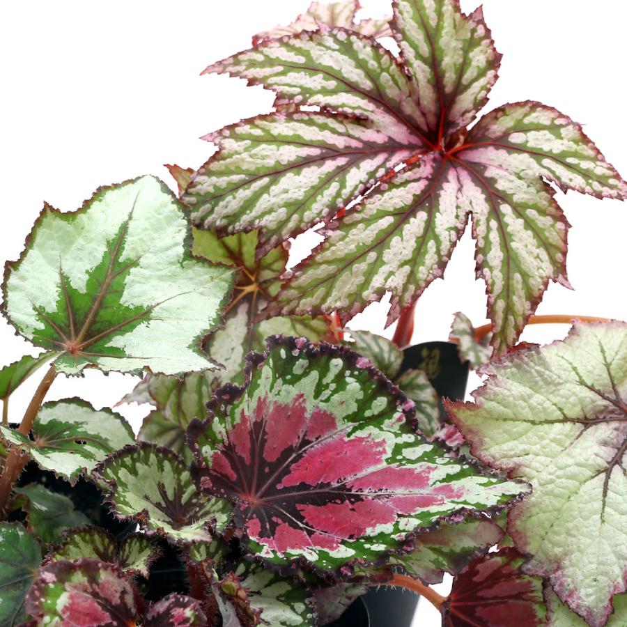 観葉植物）レックスベゴニア（品種おまかせ） 3号（3ポット