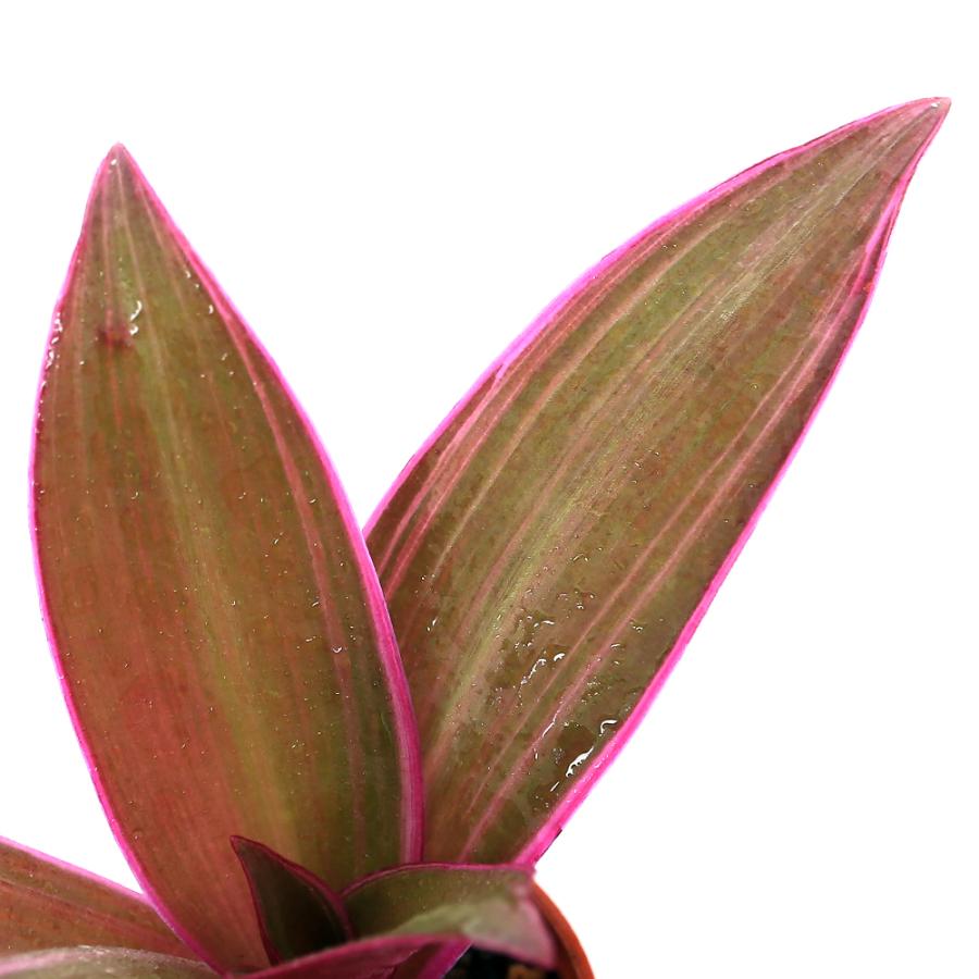 チャーム（charm） （観葉植物）ビバリウムプランツ ムラサキオモト