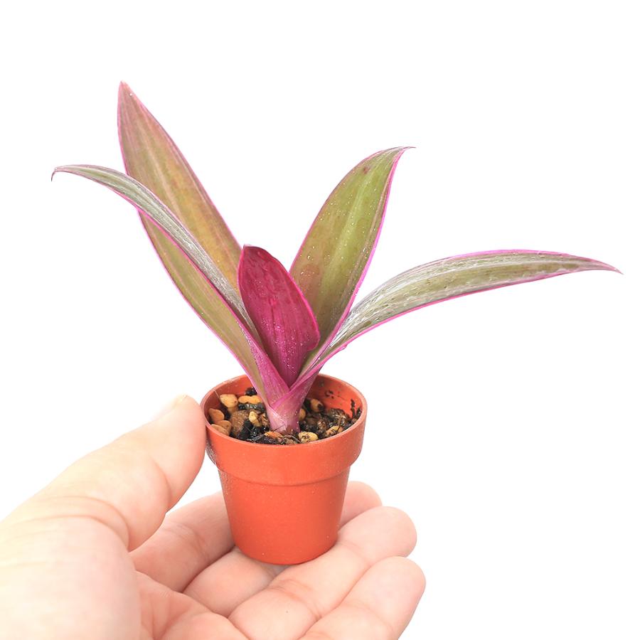 No.3【ボリュームセット♪】ムラサキオモト♥️ チャーム（charm） （観葉植物）ビバリウムプランツ ムラサキオモト