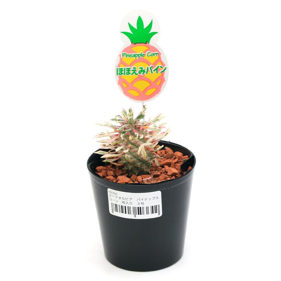 チャーム（ペット） （観葉植物）斑入り ユーフォルビア パイナップル 