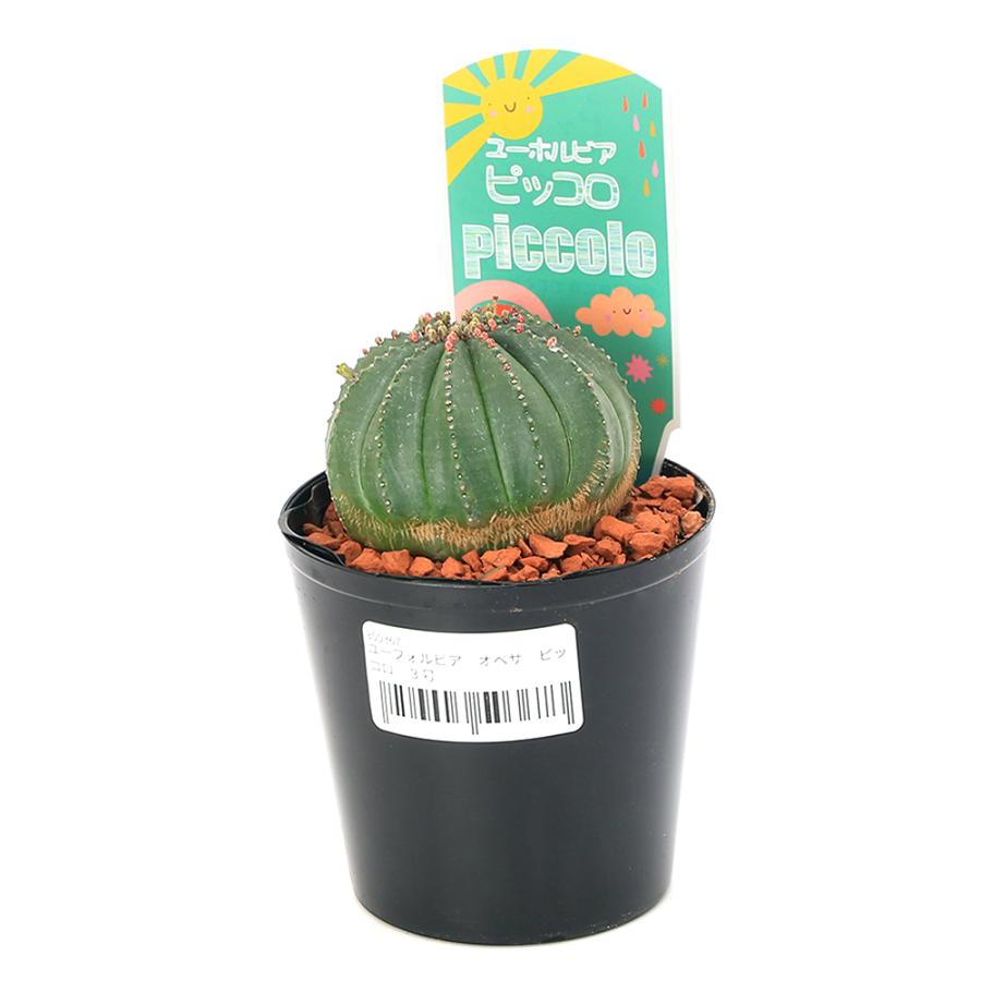 【高騰品種】4 ユーフォルビア オベサ ピッコロオールド 錦 極上斑 チャーム（ペット） （多肉植物）ユーフォルビア オベサ