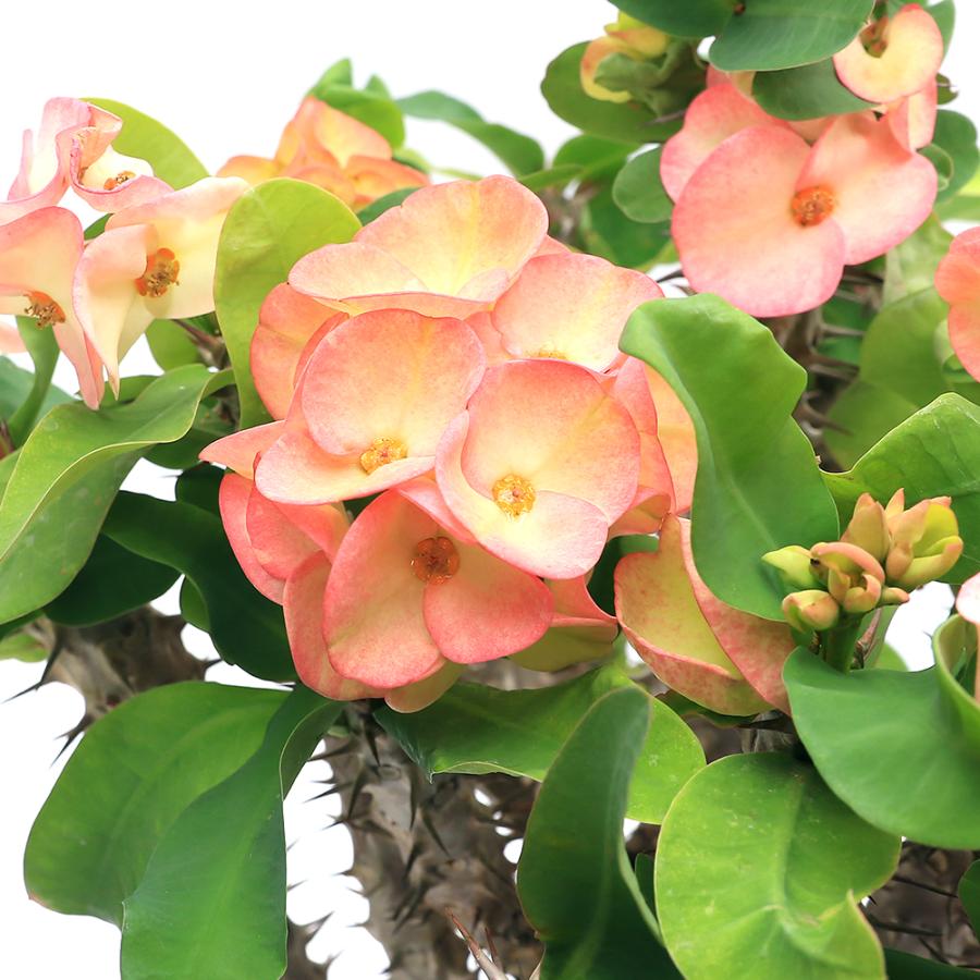 チャーム（ペット） （多肉植物）ユーフォルビア 花キリン