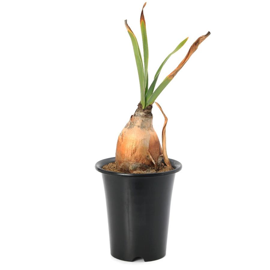 チャーム（charm） （多肉植物）一点物 ブーファン ディスティカ 発根