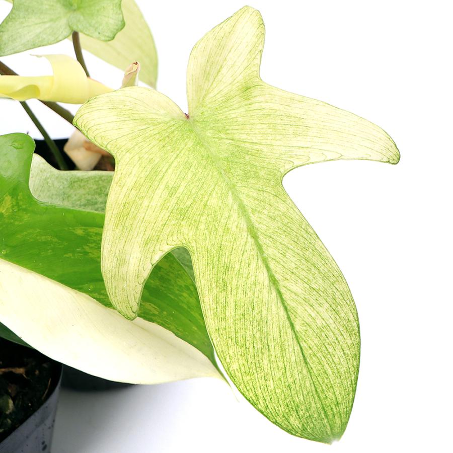 観葉植物）フィロデンドロン フロリダゴースト ミント 3〜3．5号