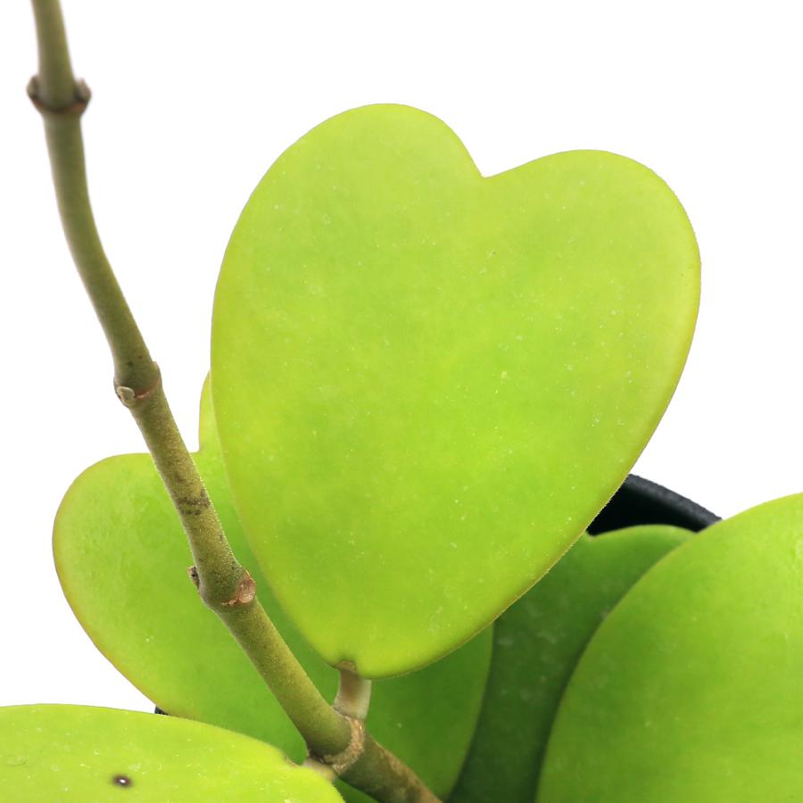 チャーム（charm） （観葉植物）ラブラブハート 緑 3．5〜4号（1鉢