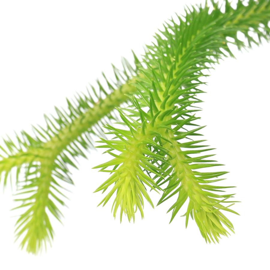 チャーム（charm） （観葉植物）シダ リコポディウム フペルジア