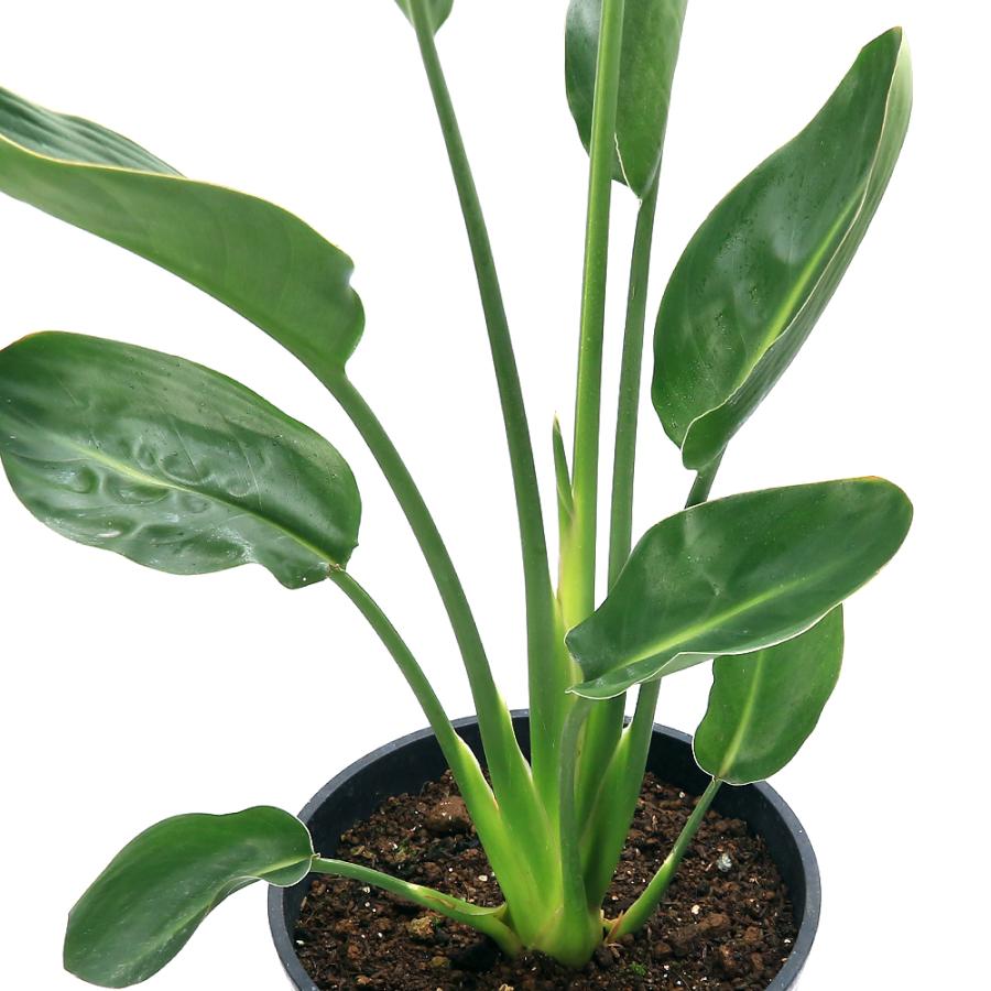 チャーム（charm） （観葉植物）ストレリチア ユンケア（ノンリーフ